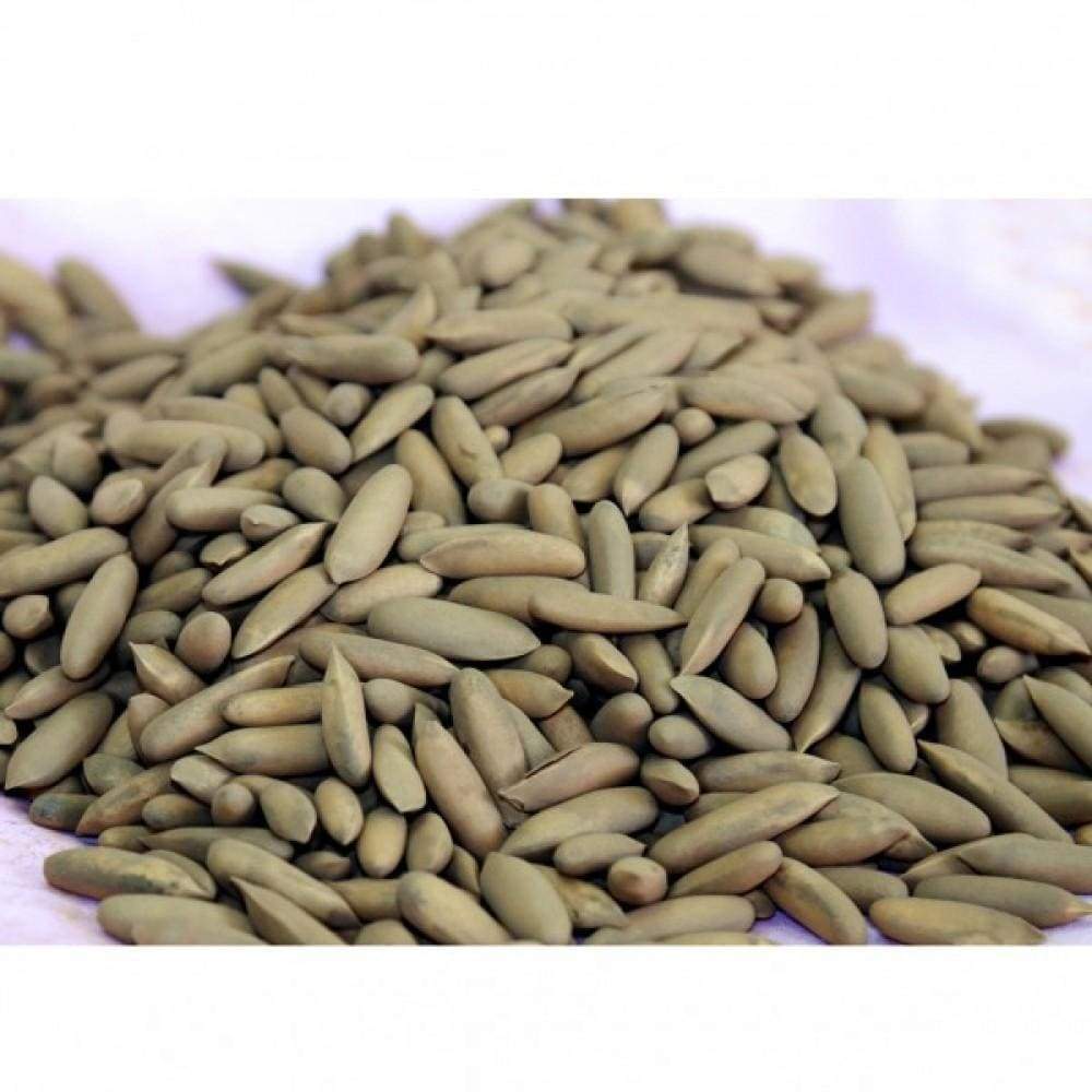 Superior Quality Fresh Pine Nuts Chilgoza